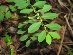 Phyllanthus similis