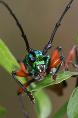 Plinthocoelium suaveolens