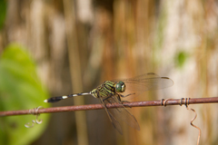 Orthetrum sabina