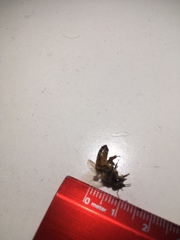 Apis mellifera