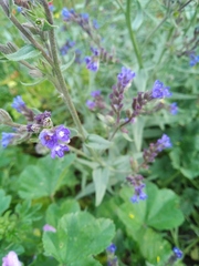 Anchusa stylosa