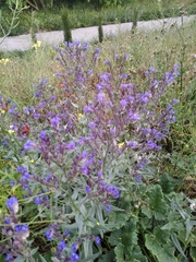 Anchusa stylosa