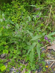 Symphytum officinale