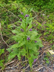 Symphytum officinale