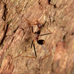 Leptomyrmex rothneyi