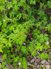 Geranium robertianum