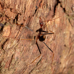 Leptomyrmex rothneyi