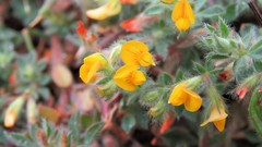 Angiospermae