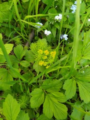 Euphorbia cyparissias