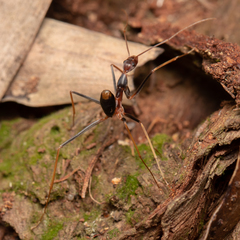 Leptomyrmex rothneyi