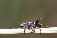 Neoclytus scutellaris