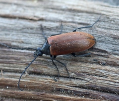 Pseudocistela ceramboides