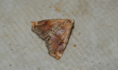 Eublemma apicimacula