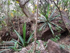 Furcraea guerrerensis