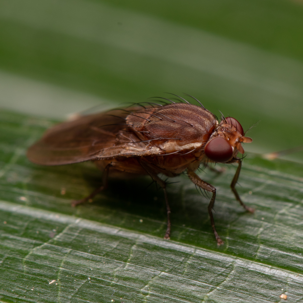 Diplogeomyza tridens