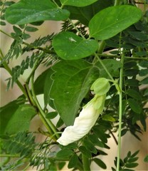 Clitoria ternatea albiflora