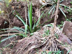 Furcraea guerrerensis