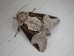 Wilemanus bidentatus