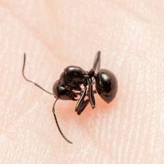 Polyrhachis mackayi