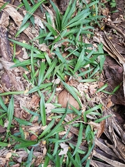 Furcraea guerrerensis