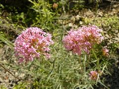 Centranthus angustifolius
