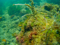 Platycephalus laevigatus