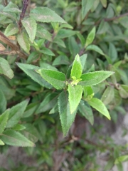 Clinopodium macrostemum