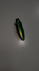 Chrysochroa fulgidissima