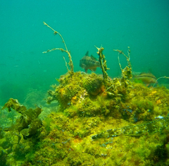 Platycephalus laevigatus