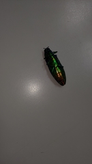 Chrysochroa fulgidissima