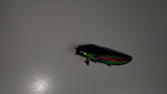 Chrysochroa fulgidissima