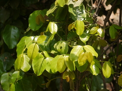 Gnetum edule