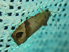 Eudemis gyrotis