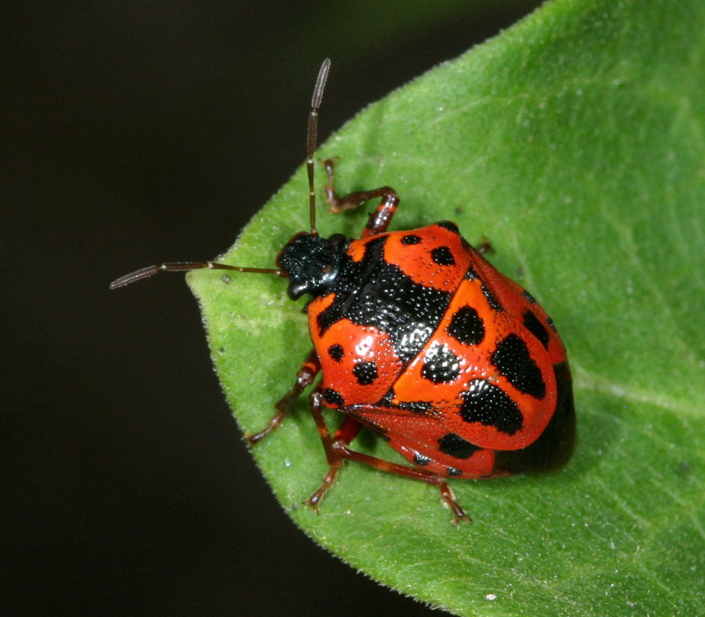 Stiretrus