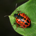 Anchor Stink Bug - Photo (c) cotinis, some rights reserved (CC BY-NC-SA)