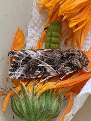 Spodoptera praefica