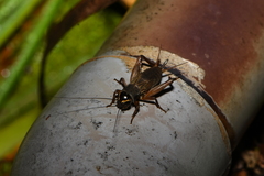 Teleogryllus occipitalis