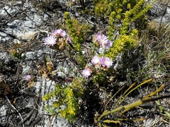 Lampranthus glomeratus