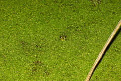 Pelophylax fukienensis