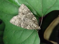 Acronicta rumicis