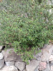 Clinopodium macrostemum