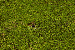 Pelophylax fukienensis