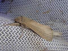 Phragmataecia castaneae