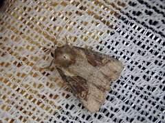 Lateroligia ophiogramma