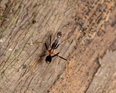 Leptomyrmex rothneyi