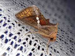 Erythroplusia pyropia