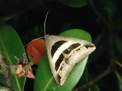 Grammodes geometrica