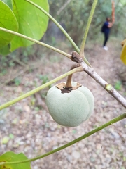 Hampea