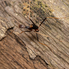 Leptomyrmex rothneyi