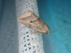 Phyllophila obliterata